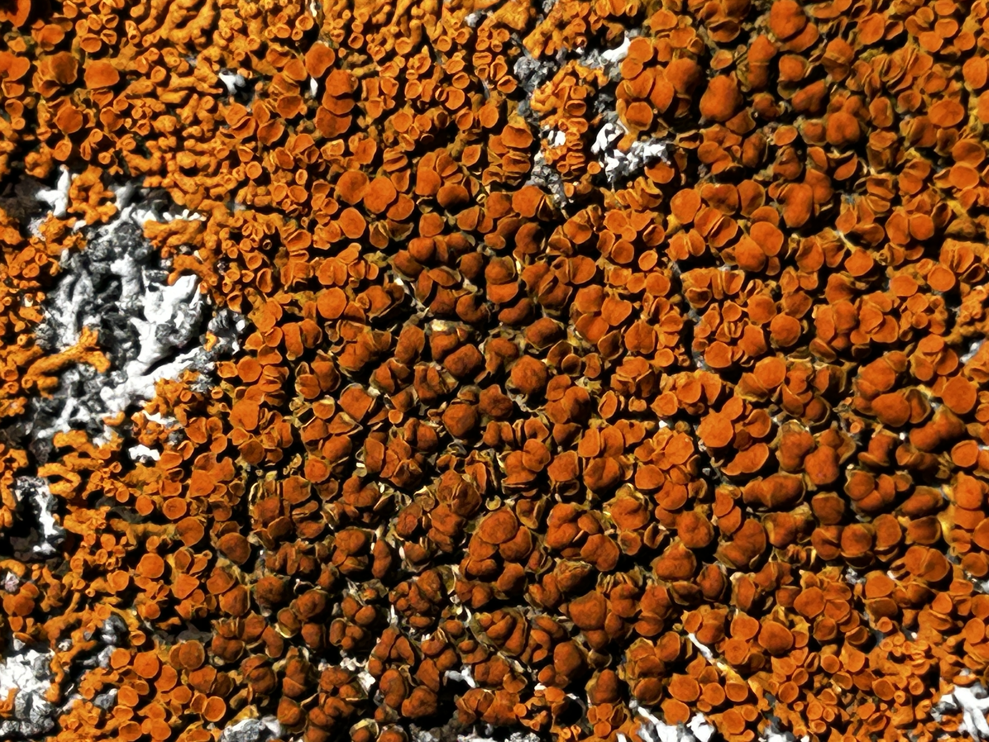 photo of orange lichen found on tombstones at St. Mary's cemetery